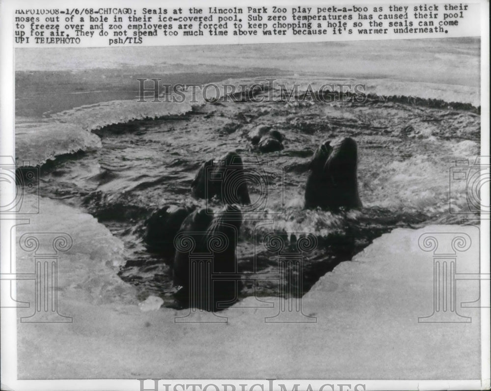 1968 Press Photo Chicago, Ill Seals at Lincoln Park zoo enjoy winter weather