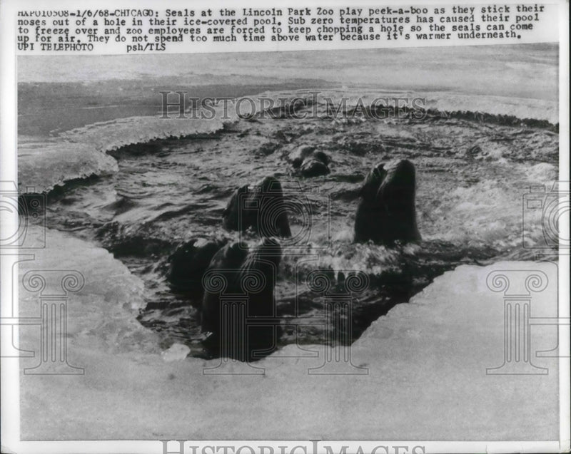 Load image into Gallery viewer, 1968 Press Photo Chicago, Ill Seals at Lincoln Park zoo enjoy winter weather
