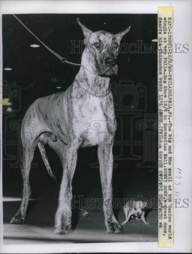 1958 Press Photo Big and small of the canine world, Great Dane with chihuhua