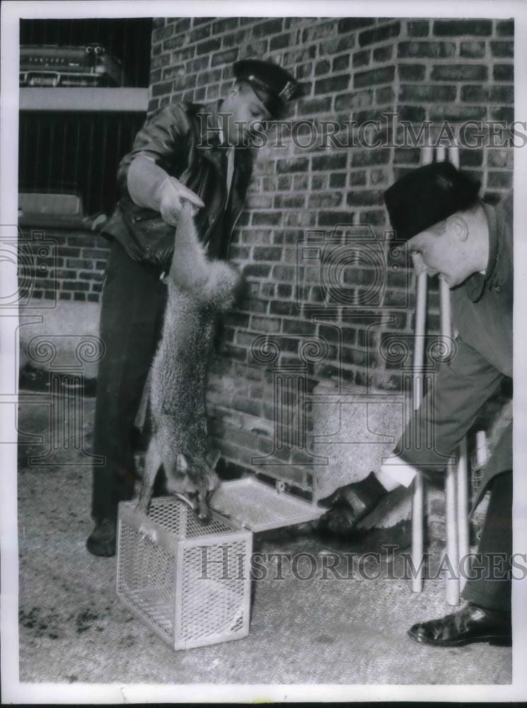 1961 Press Photo Wild Fox hunt on top of downtown Chicago parking garage.