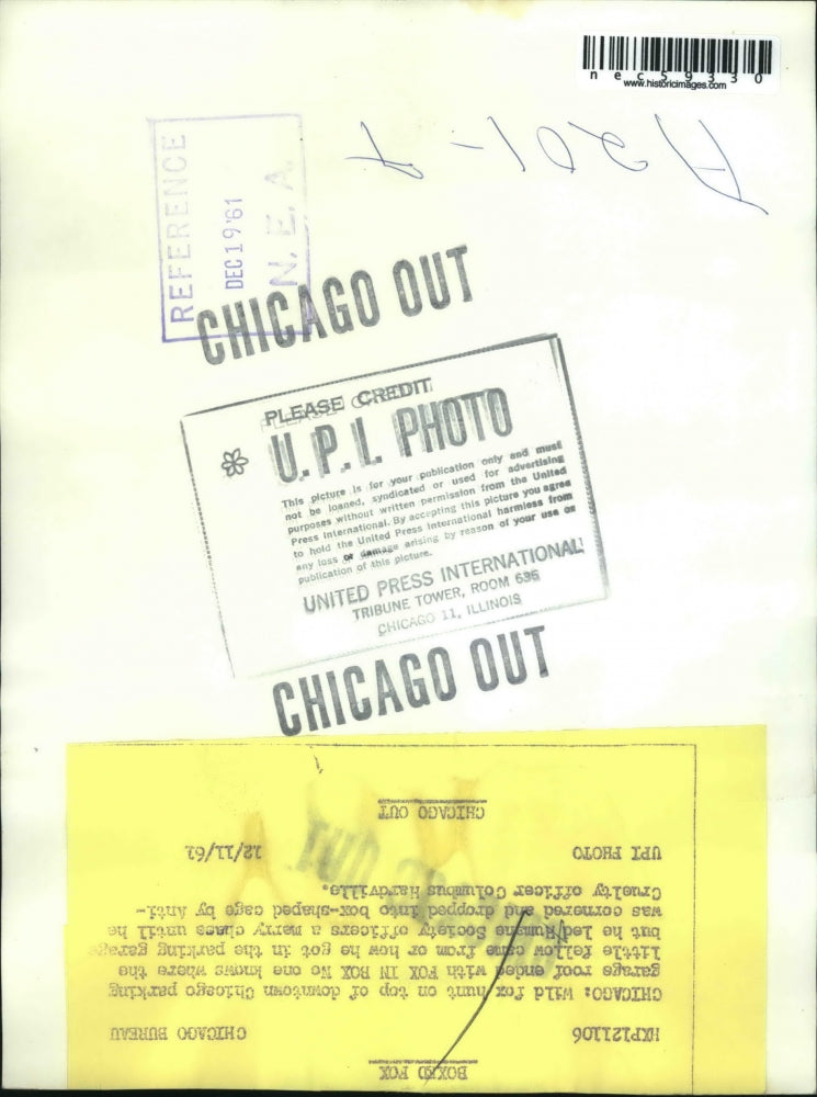 1961 Press Photo Wild Fox hunt on top of downtown Chicago parking garage.