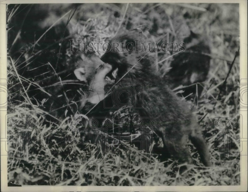 Load image into Gallery viewer, 1934 Press Photo Young foxes have turned a quiet meal into regular rumpus.
