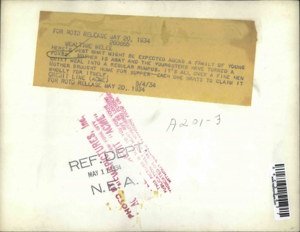 1934 Press Photo Young foxes have turned a quiet meal into regular rumpus.