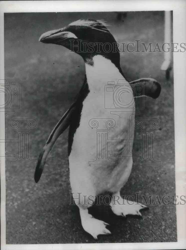 1950 Press Photo London, England a penguin at Regent Park zoo- Historic Images