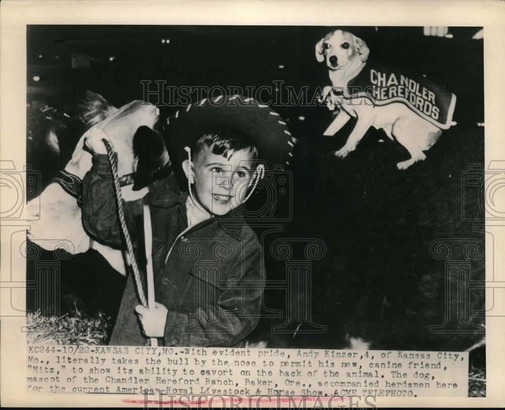 1948 Press Photo Cowboy Kansas Boy Andy Kinzer Lets Dog Ride On Back Of Bull