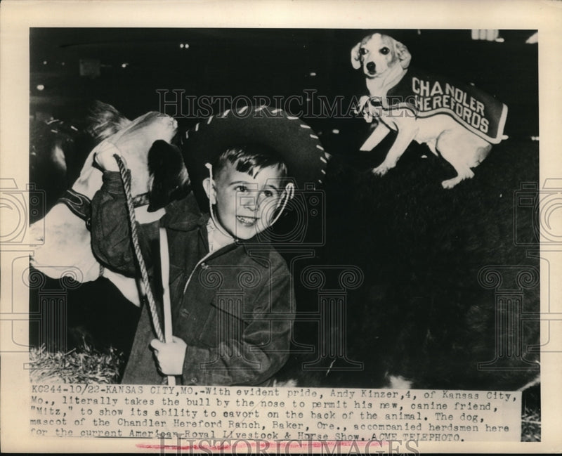 Load image into Gallery viewer, 1948 Press Photo Cowboy Kansas Boy Andy Kinzer Lets Dog Ride On Back Of Bull
