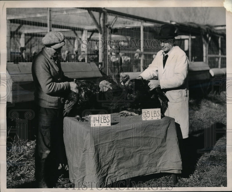 Load image into Gallery viewer, 1947 Press Photo 14lb Pigmy variety &amp; standard size turkey being compared
