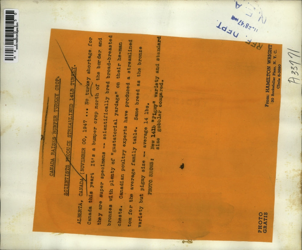 1947 Press Photo 14lb Pigmy variety & standard size turkey being compared