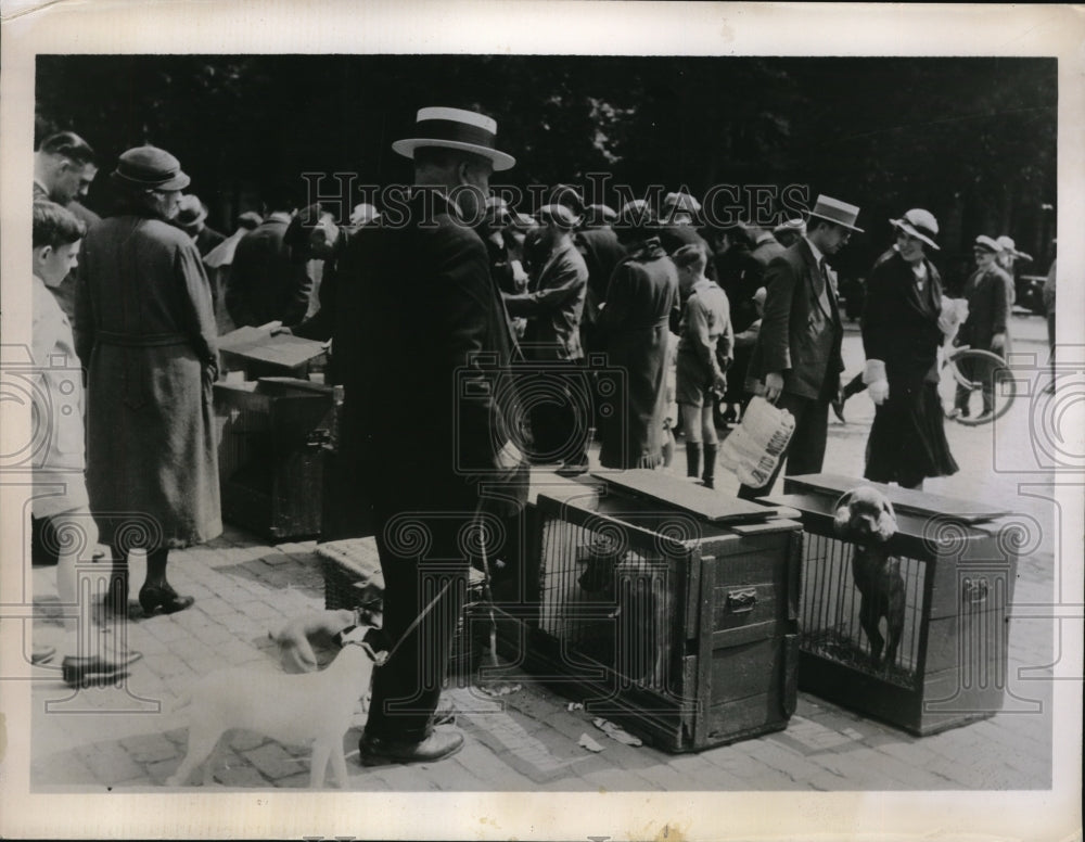 1936 Press Photo Dogs being sold to aid in pushing carriages in Belgium.