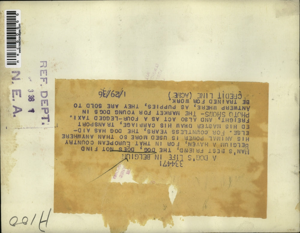 1936 Press Photo Dogs being sold to aid in pushing carriages in Belgium.