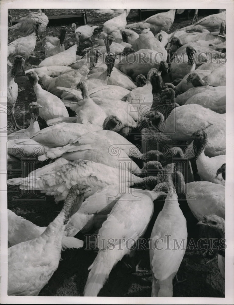 1947 Press Photo Thanksgiving turkeys from the Adam Guth Turkey Farm