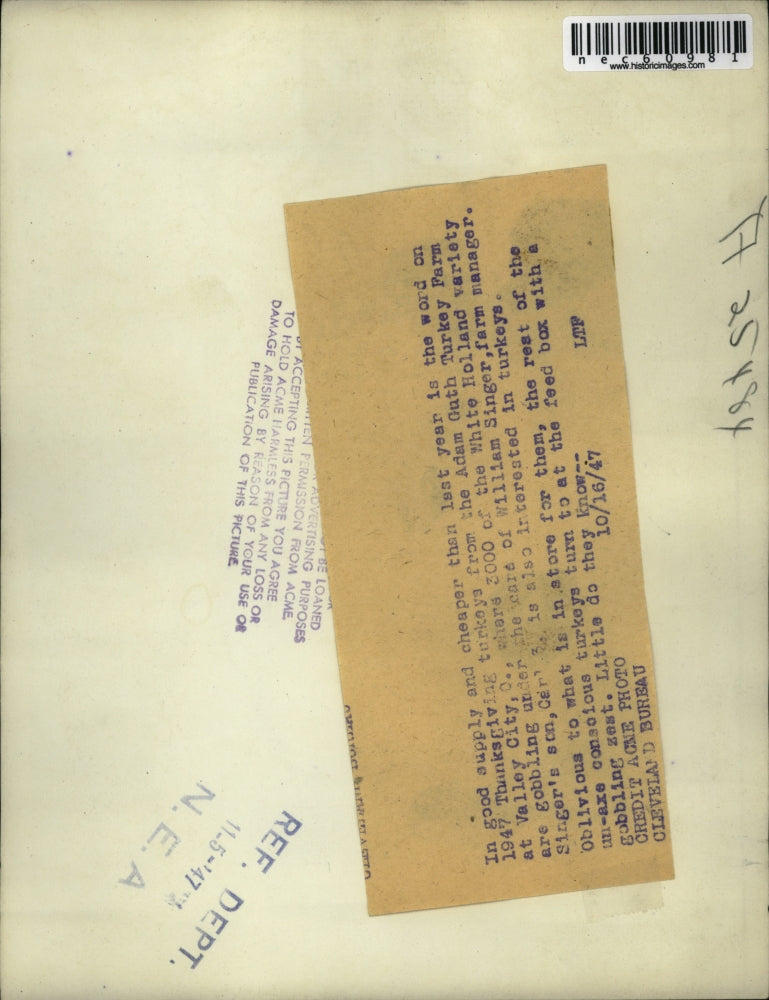 1947 Press Photo Thanksgiving turkeys from the Adam Guth Turkey Farm