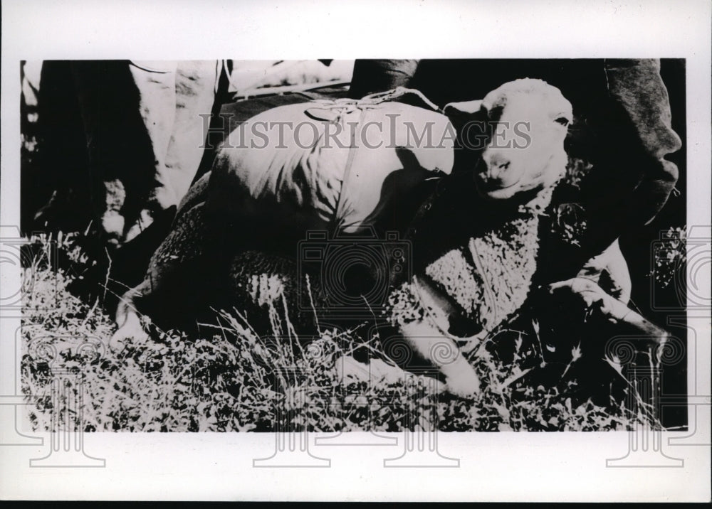 1937 Press Photo Italy Army Air Corp Mr. Sheep