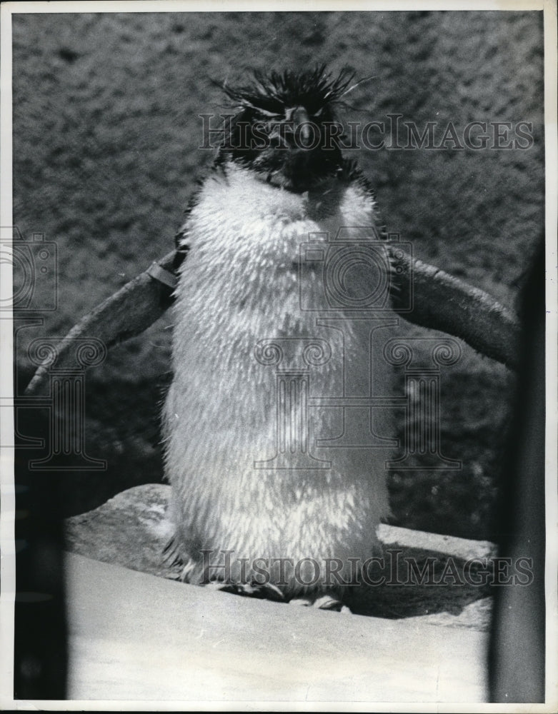 Load image into Gallery viewer, 1969 Press Photo Toyko Ueno Zoo, penquin
