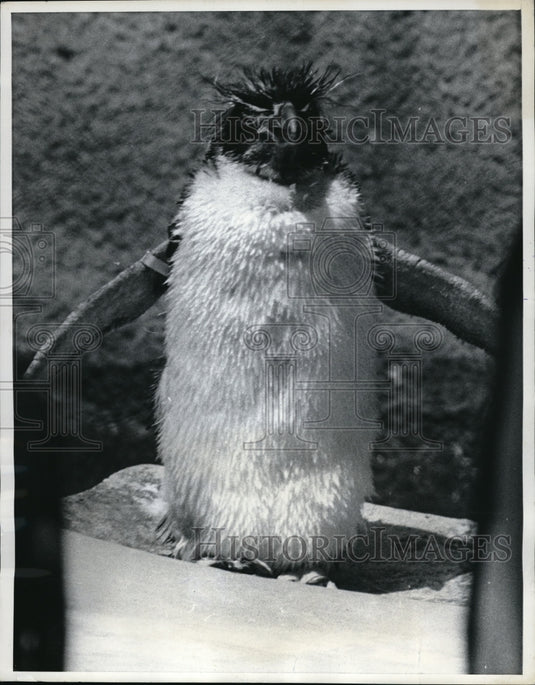 1969 Press Photo Toyko Ueno Zoo, penquin