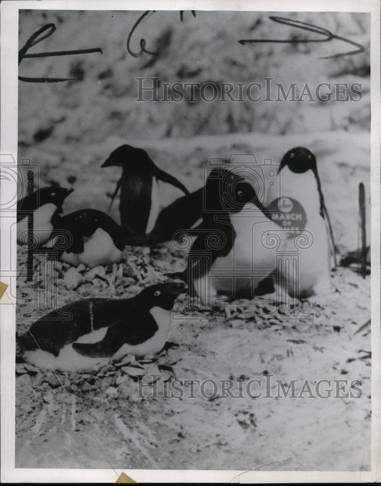 1959 Press Photo Penguins- Historic Images