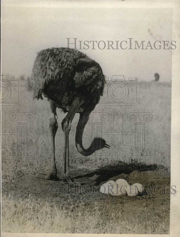 1928 Press Photo Female Ostrich Guarding Eggs