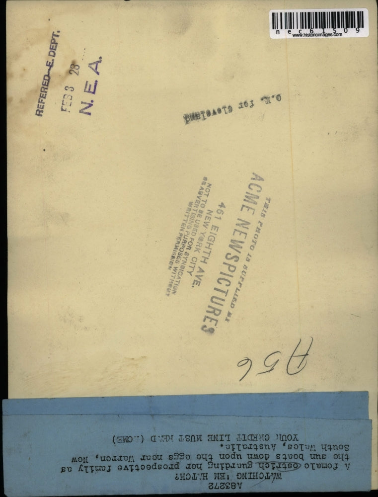 1928 Press Photo Female Ostrich Guarding Eggs