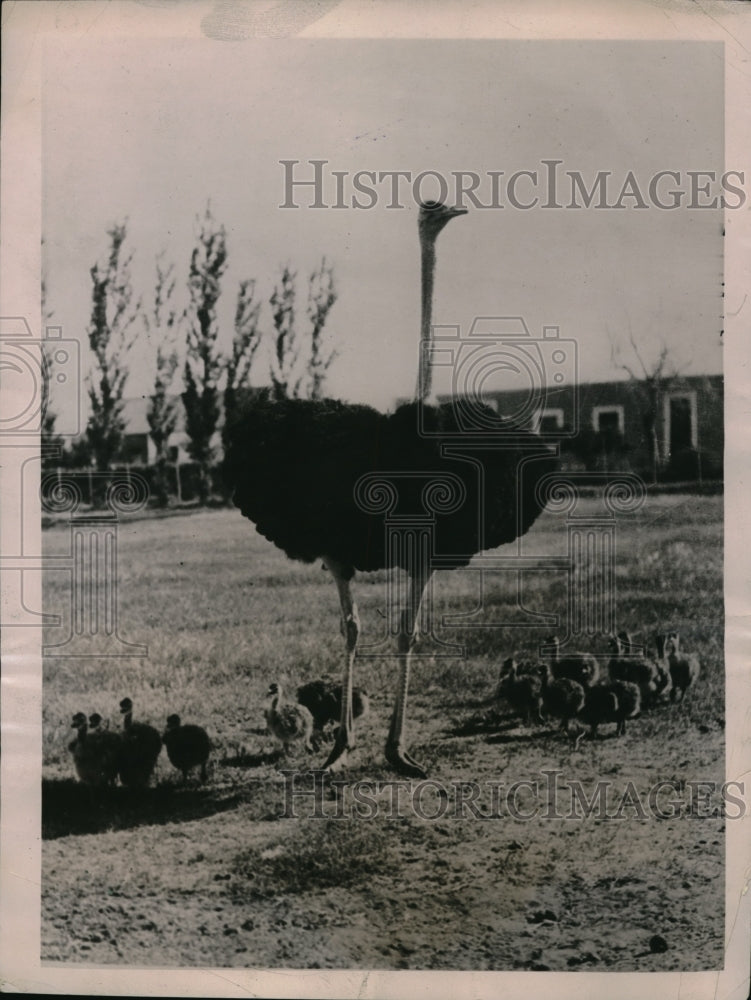 1922 Press Photo Ostrich Farms of Cape Town South Africa - nec61517