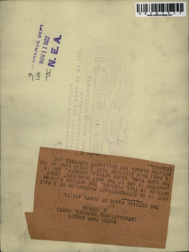 1922 Press Photo Ostrich Farms of Cape Town South Africa - nec61517