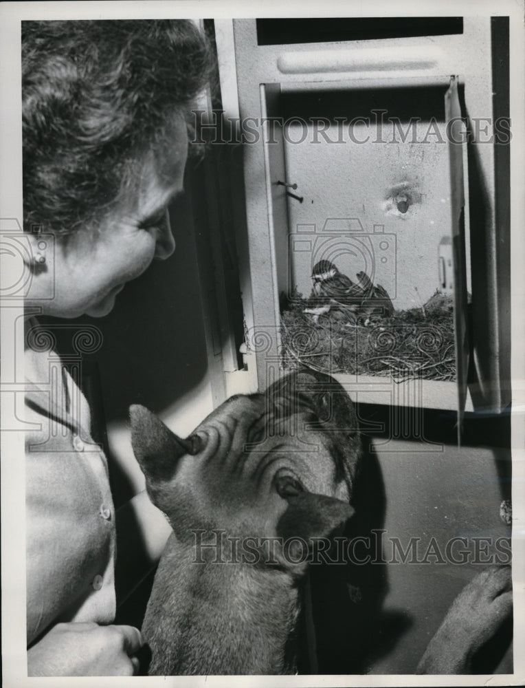 1961 Press Photo West Germany, mailbox-nest for Titmouse birds - nec61521