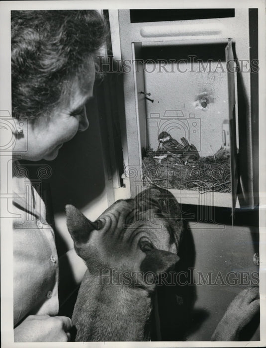 1961 Press Photo West Germany, mailbox-nest for Titmouse birds - nec61521