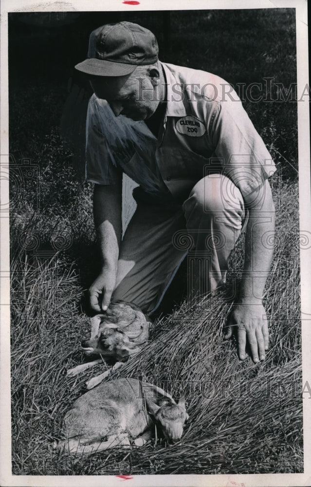 Load image into Gallery viewer, 1969 Press Photo Karl Truelson with Pronghorn Antelope Female Twins
