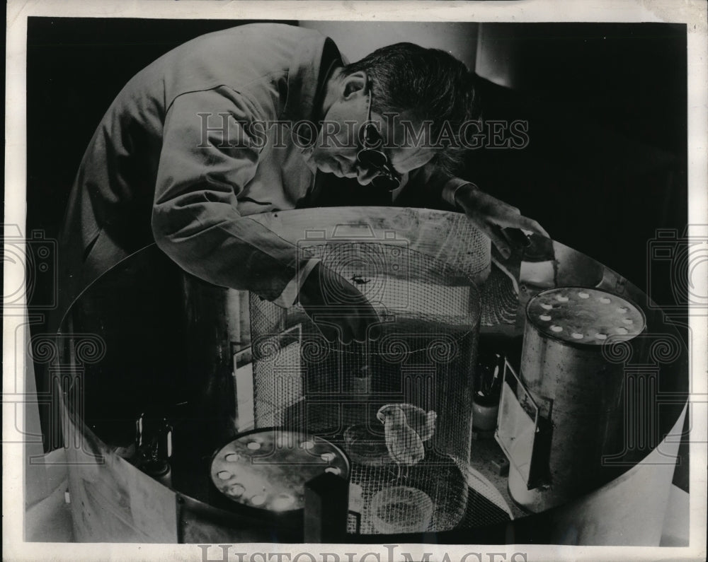 1945 Press Photo Dr. Ernst Wolf exposes chicks to ultraviolet light emitted by lamps for experiment