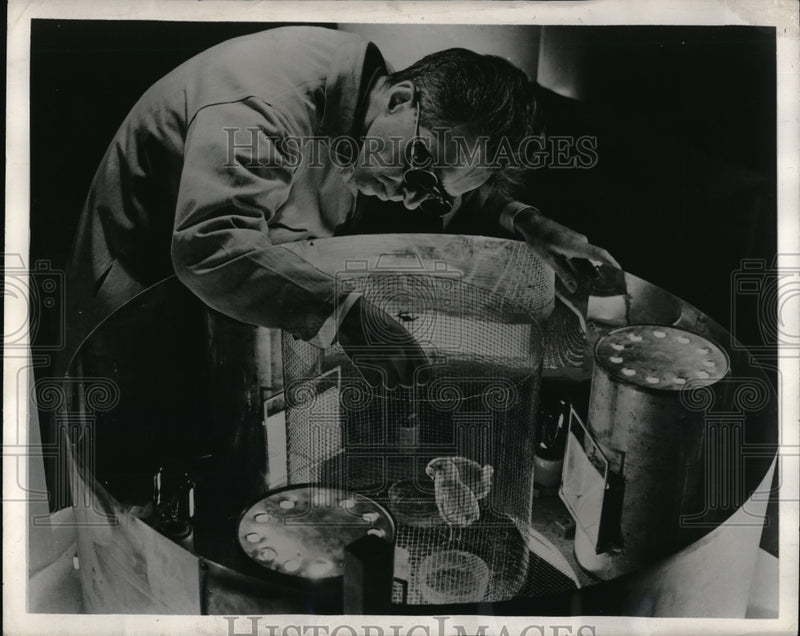 Load image into Gallery viewer, 1945 Press Photo Dr. Ernst Wolf exposes chicks to ultraviolet light emitted by lamps for experiment
