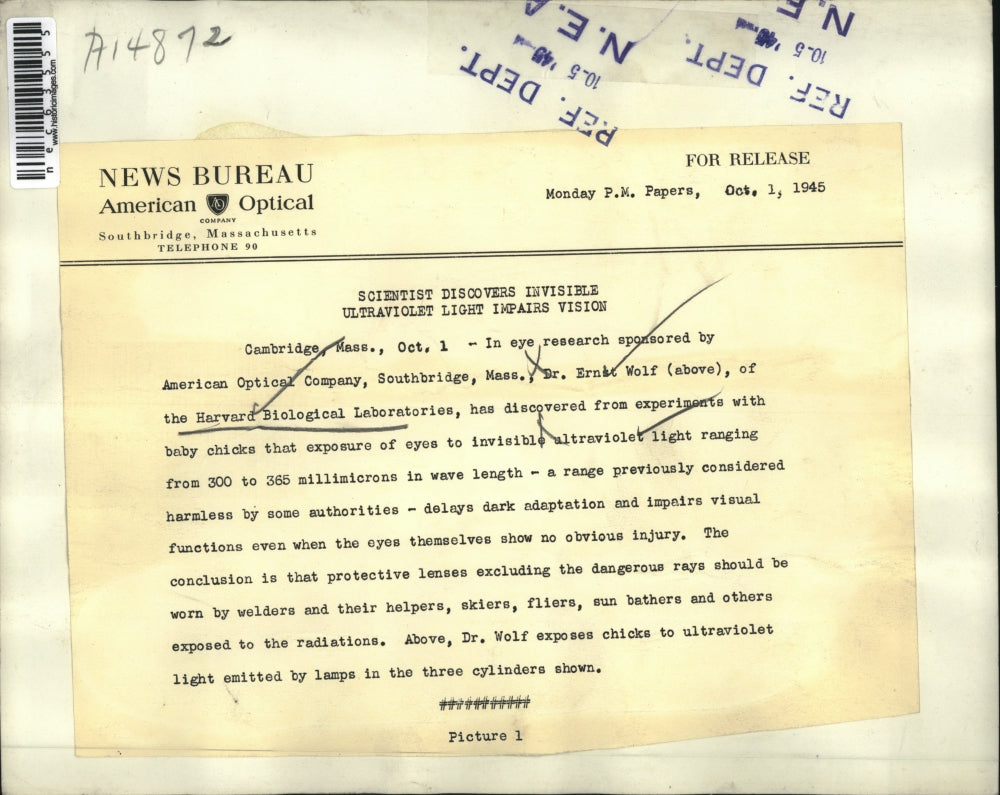 1945 Press Photo Dr. Ernst Wolf exposes chicks to ultraviolet light emitted by lamps for experiment