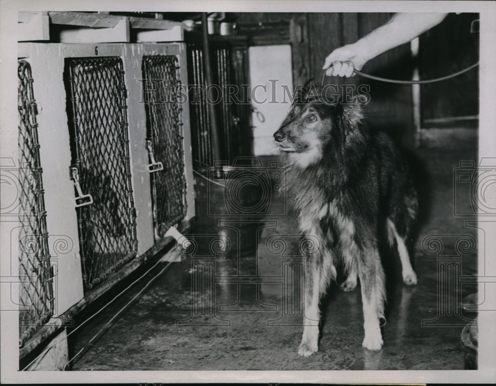 1945 Press Photo This collie was thought to belong to a Negro burgular in - Historic Images