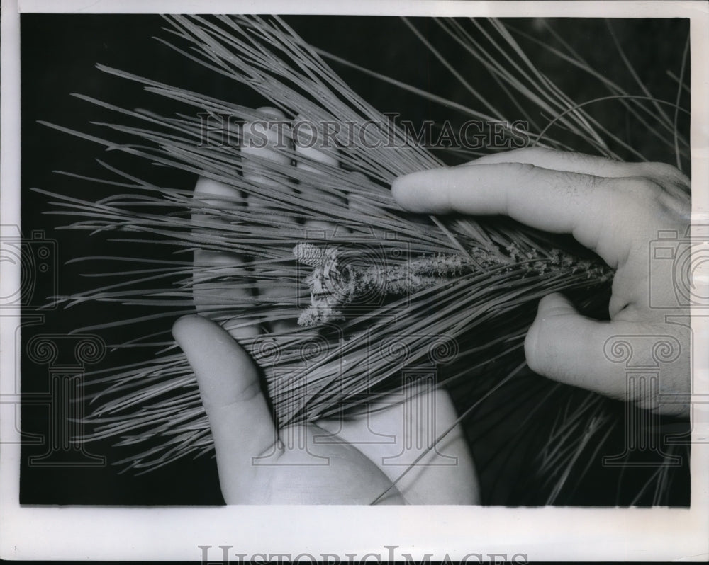 1959 Press Photo Pine Cones on One Year Old Graft at International Paper Co.