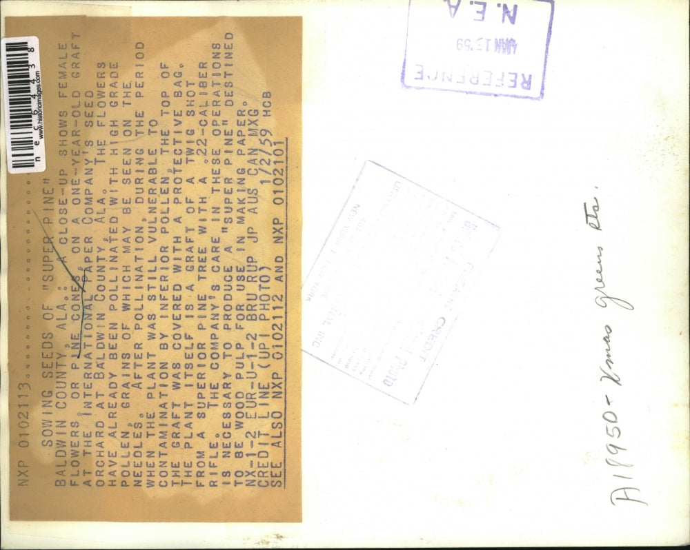 1959 Press Photo Pine Cones on One Year Old Graft at International Paper Co.