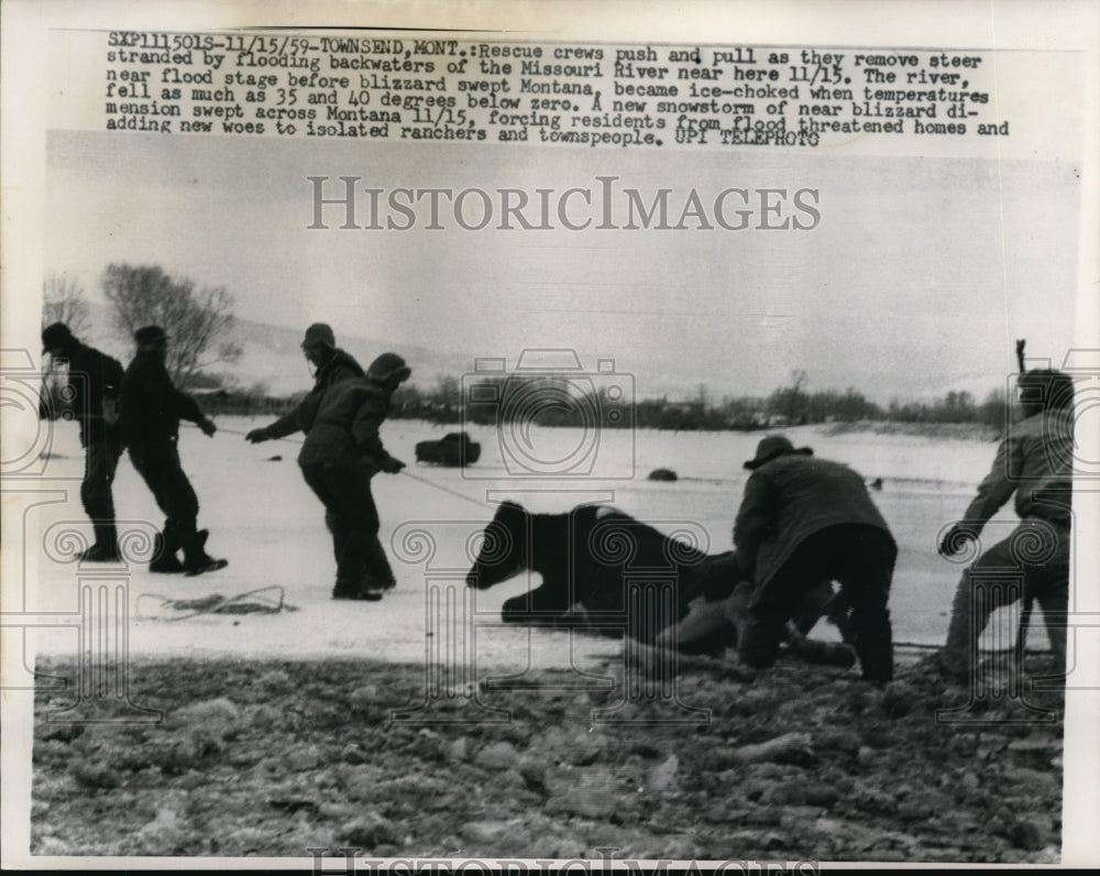 1959 Press Photo Rescue crew in Montana pull steer from river after flood- Historic Images