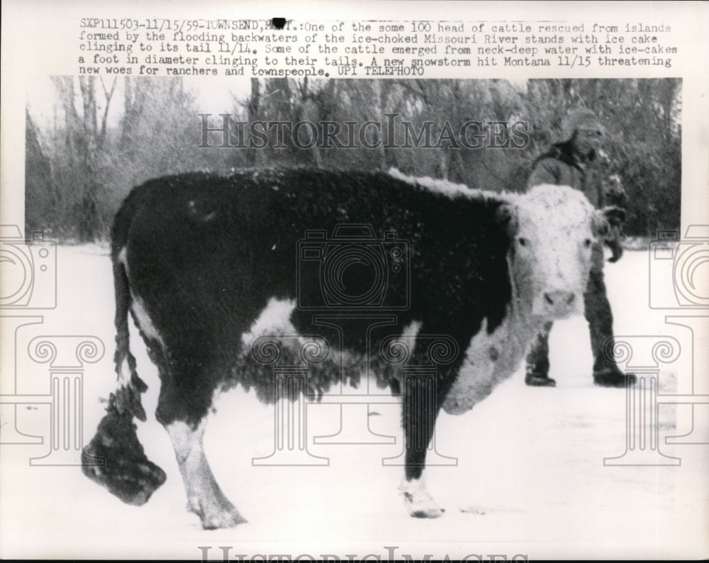 1959 Press Photo Steer rescued from flooded Missouri River- Historic Images