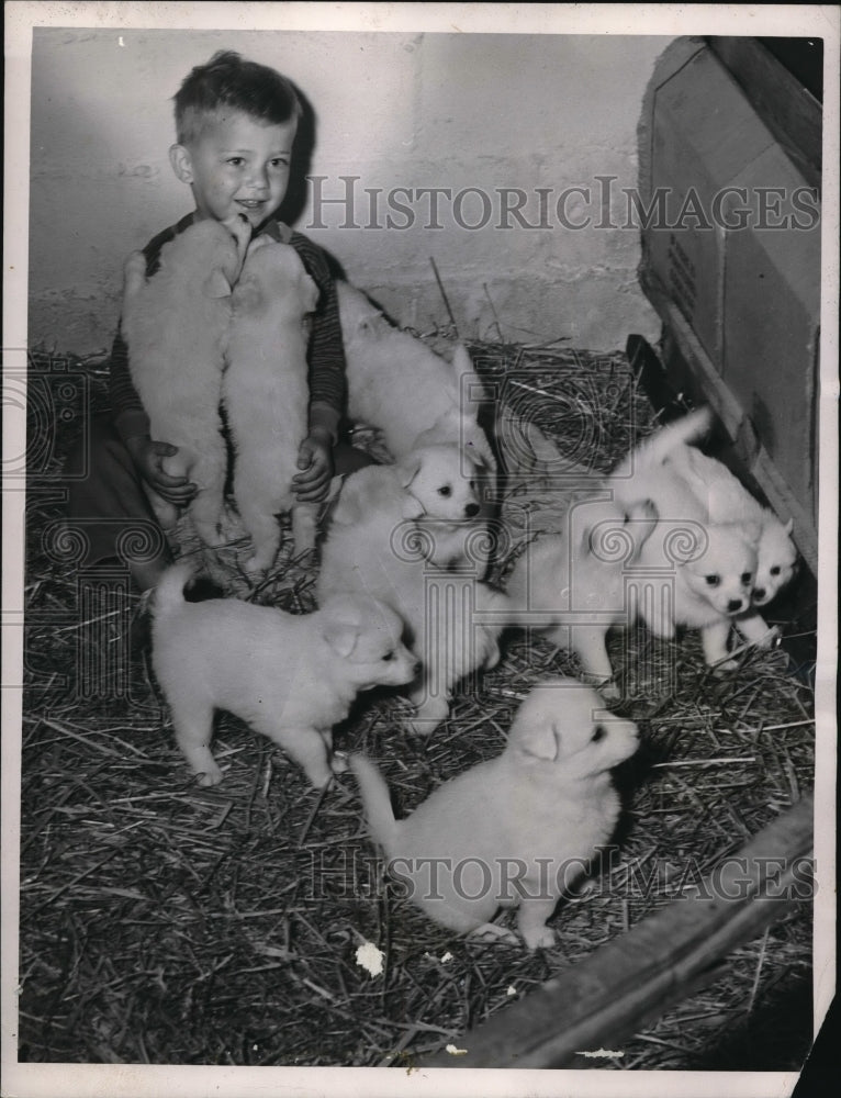 1948 Press Photo Ronnie Wagner's Spitz Dog has 12 Puppies in Cincinnati