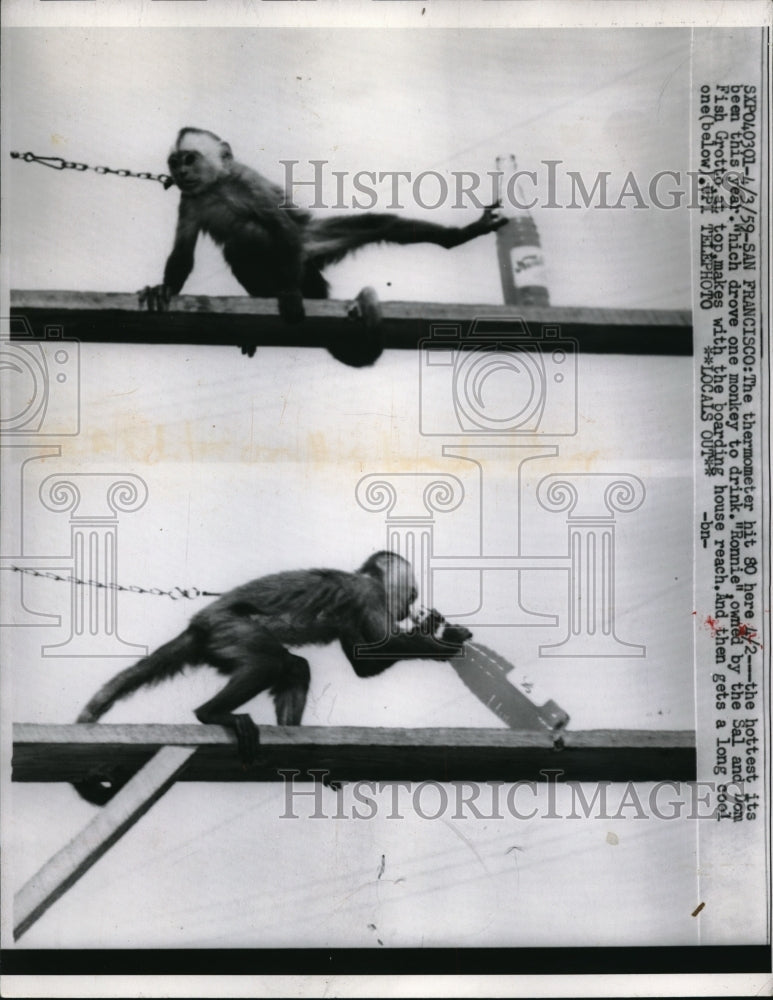 Load image into Gallery viewer, 1959 Press Photo Hottest day of the year drove one monkey to drink - nec64732
