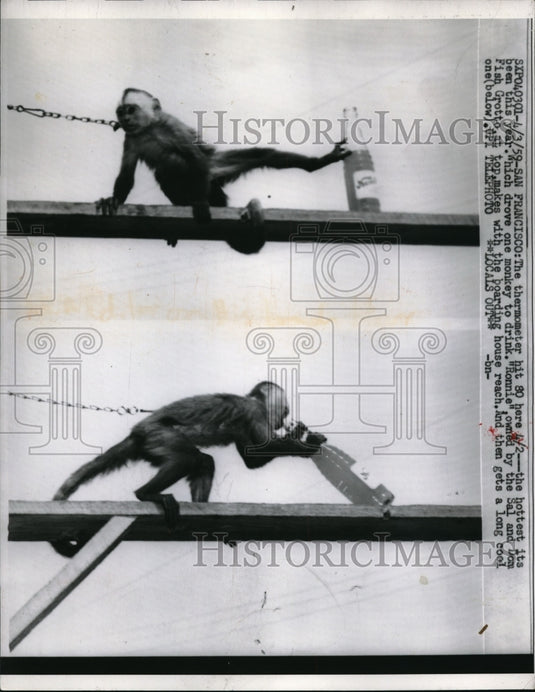 1959 Press Photo Hottest day of the year drove one monkey to drink - nec64732