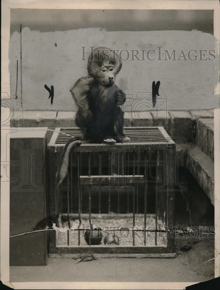 1930 Press Photo Female monkey escaped from an animal shop at Camden Town