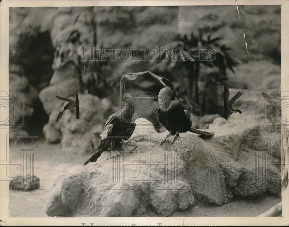 1927 Press Photo South American Darters at the Zoological Gardens, London.