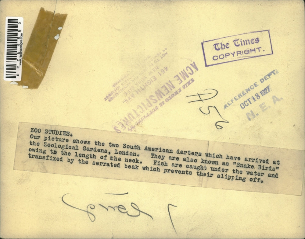 1927 Press Photo South American Darters at the Zoological Gardens, London.