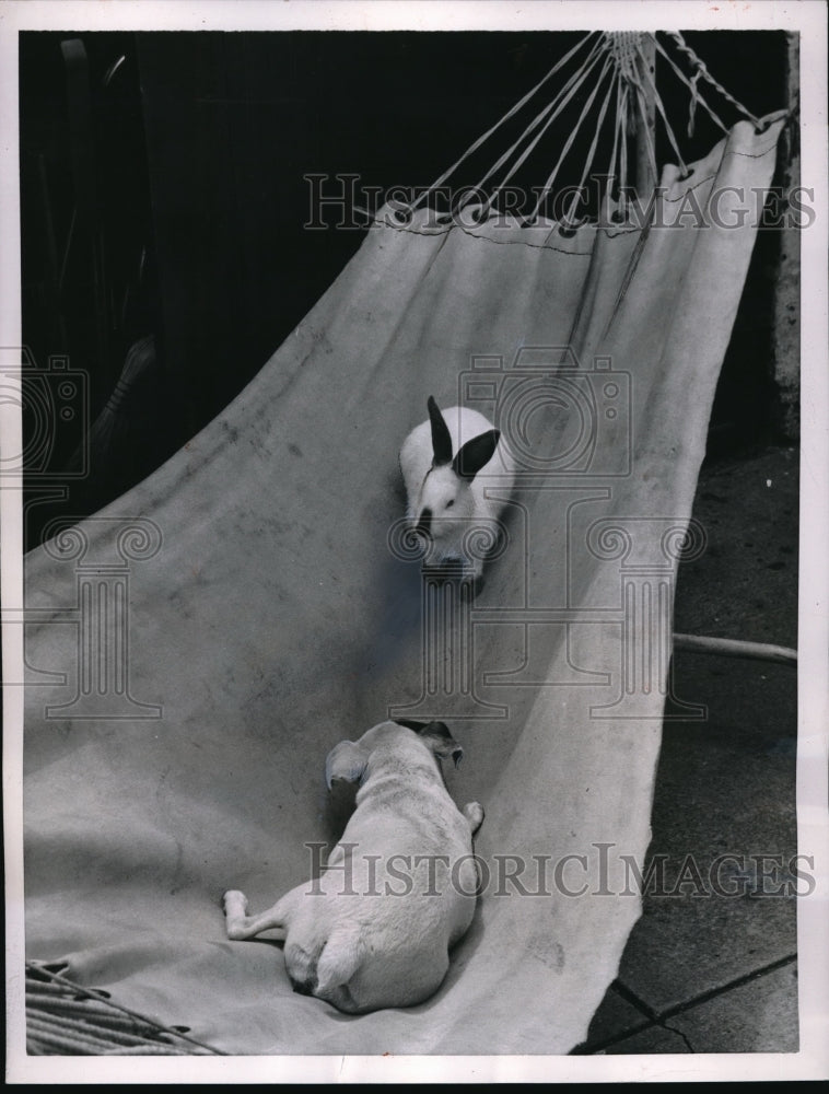 1955 Press Photo "Linda" the pooch shares hammock with "Herbert" the rabbit