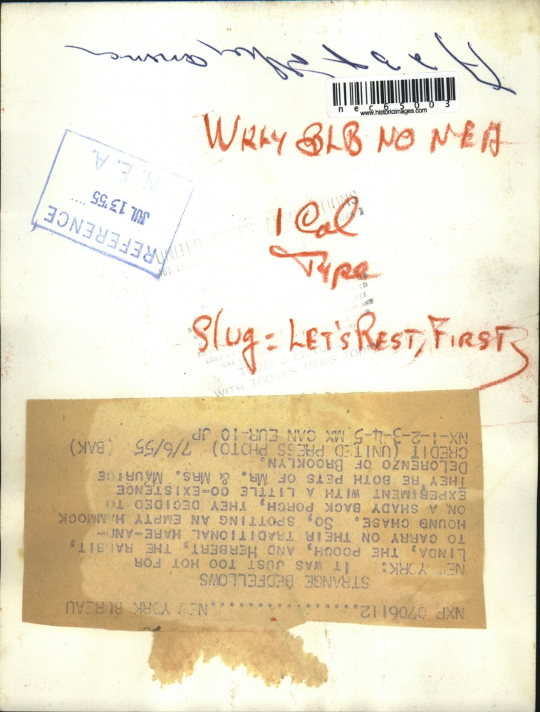 1955 Press Photo "Linda" the pooch shares hammock with "Herbert" the rabbit