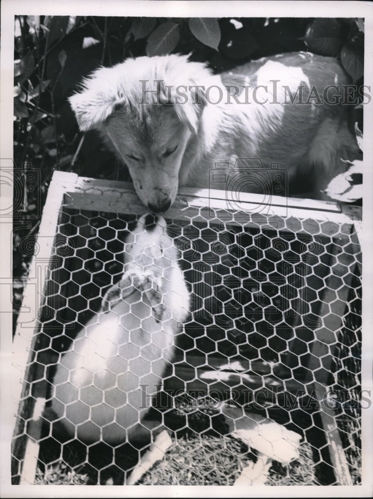 1955 Press Photo "Rusty" the dog make friends with "Harvey" the rabbit