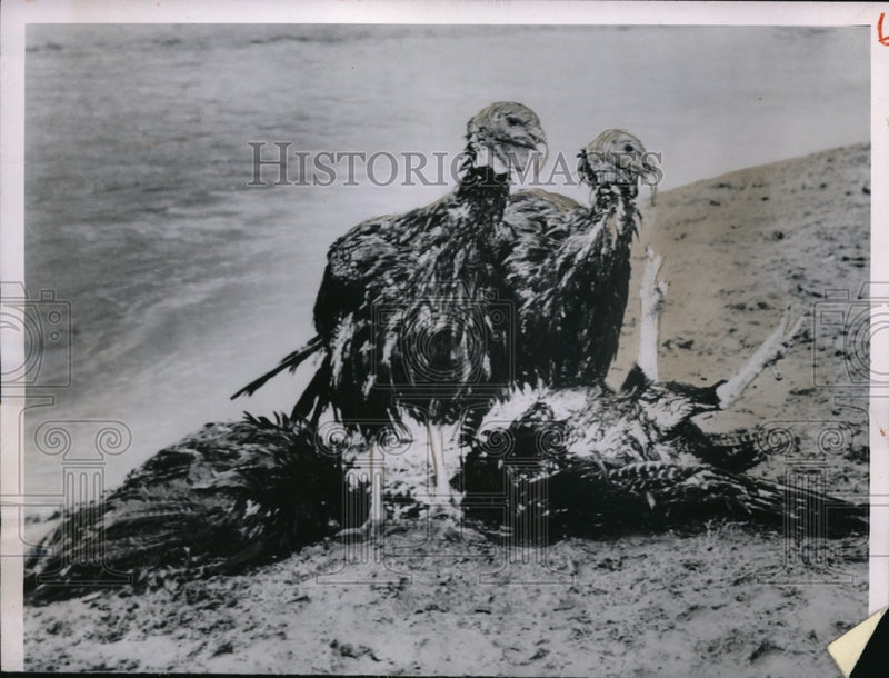 Load image into Gallery viewer, 1950 Press Photo Fresno, Calif. turkeys some of which drowned in flooding
