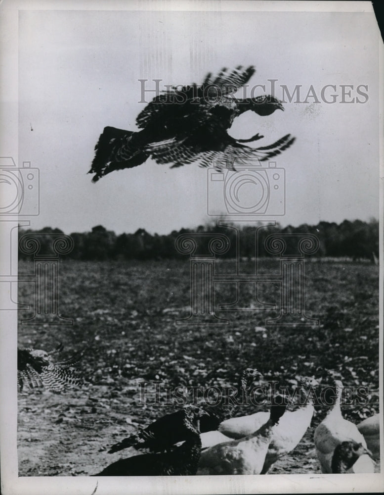 1946 Press Photo Turkey