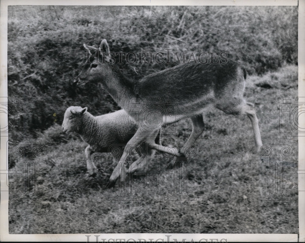 1958 Press Photo  Bambi the deer with a lamb at Brixton - Historic Images