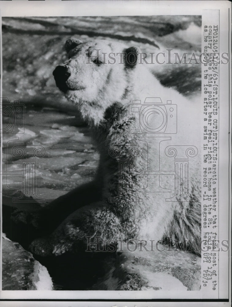 1963 Press Photo Polar bear feeling at home with frozen artic weather in St. Lou