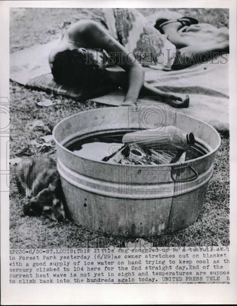1952 Press Photo Dog And His Owner Try To Stay Cool In Hot Weather