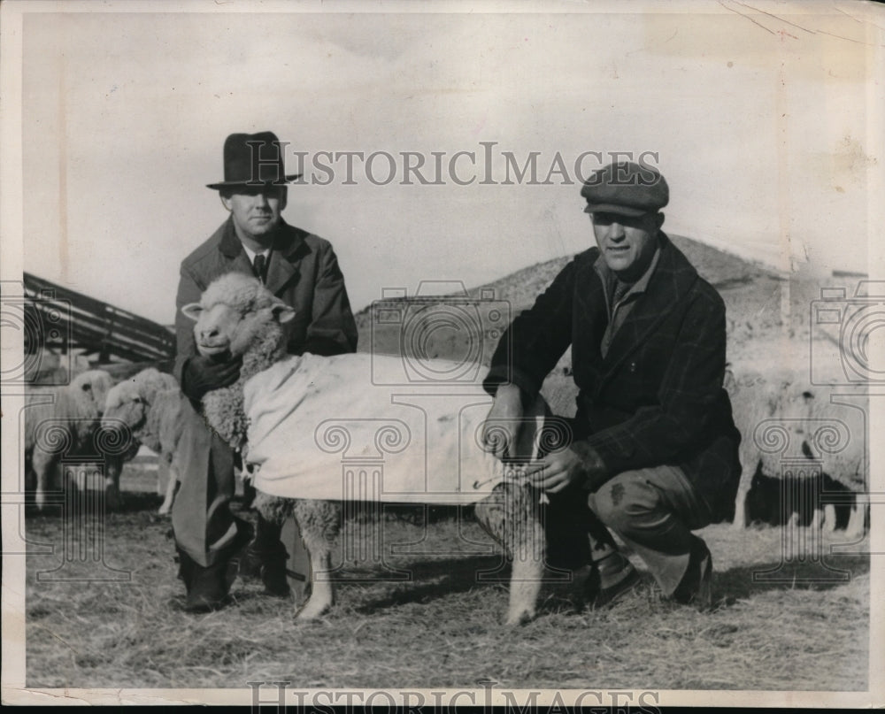 1941 Press Photo Sheep in Cotton Clothing for protection and aid cotton growers